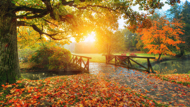 关于秋天落叶的唯美说说 一叶知秋的唯美句子简短