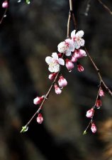 ​有哪些关于春天的诗句请写出两句(还有哪些关于春天的诗句请写出两句)